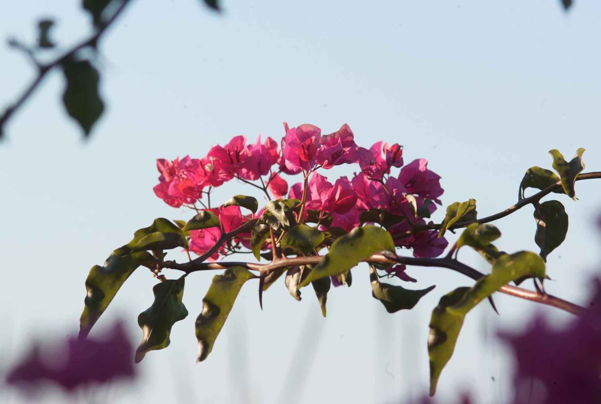 Camping Lacona Pineta Capoliveri  Esterno foto