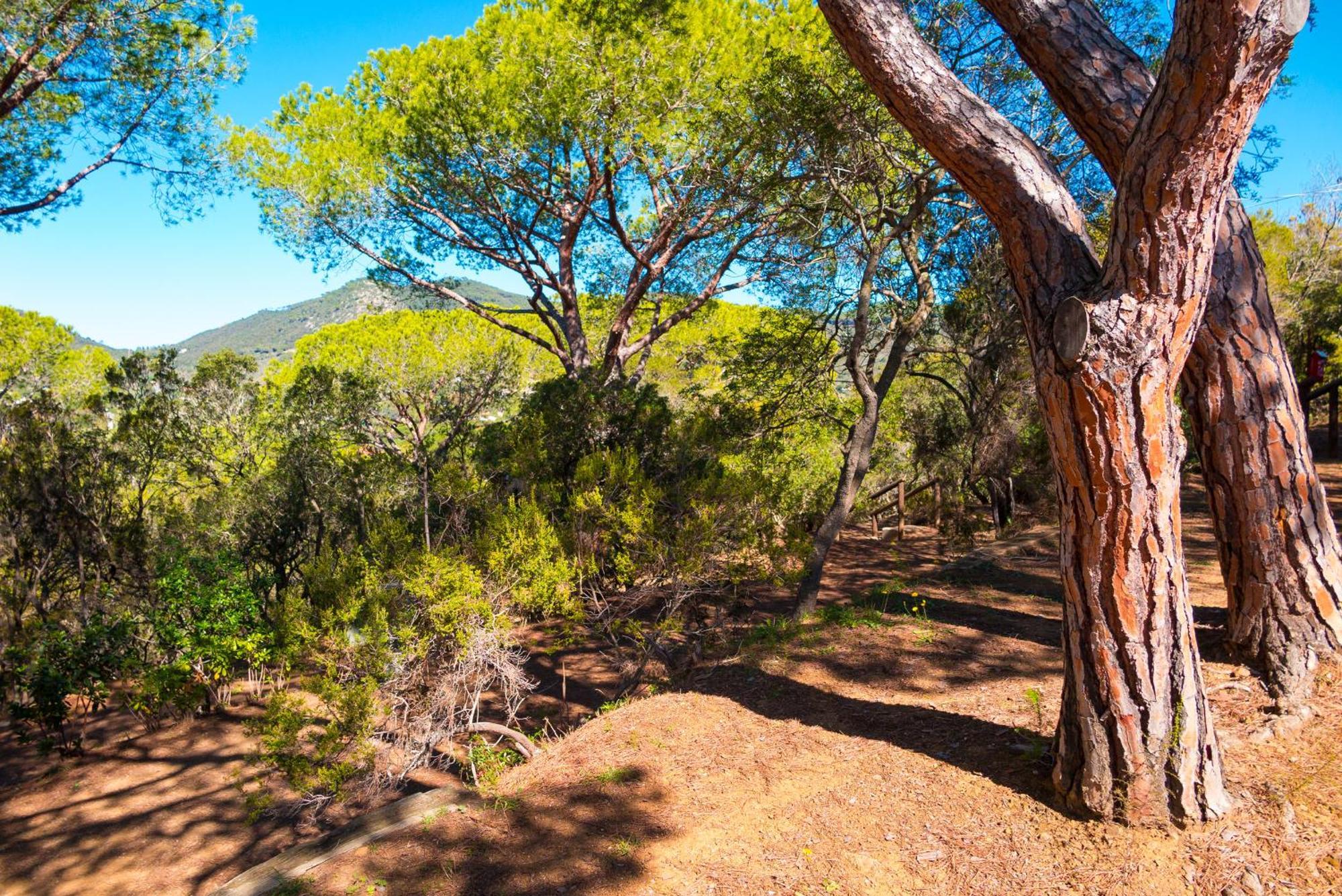 Camping Lacona Pineta Capoliveri  Esterno foto
