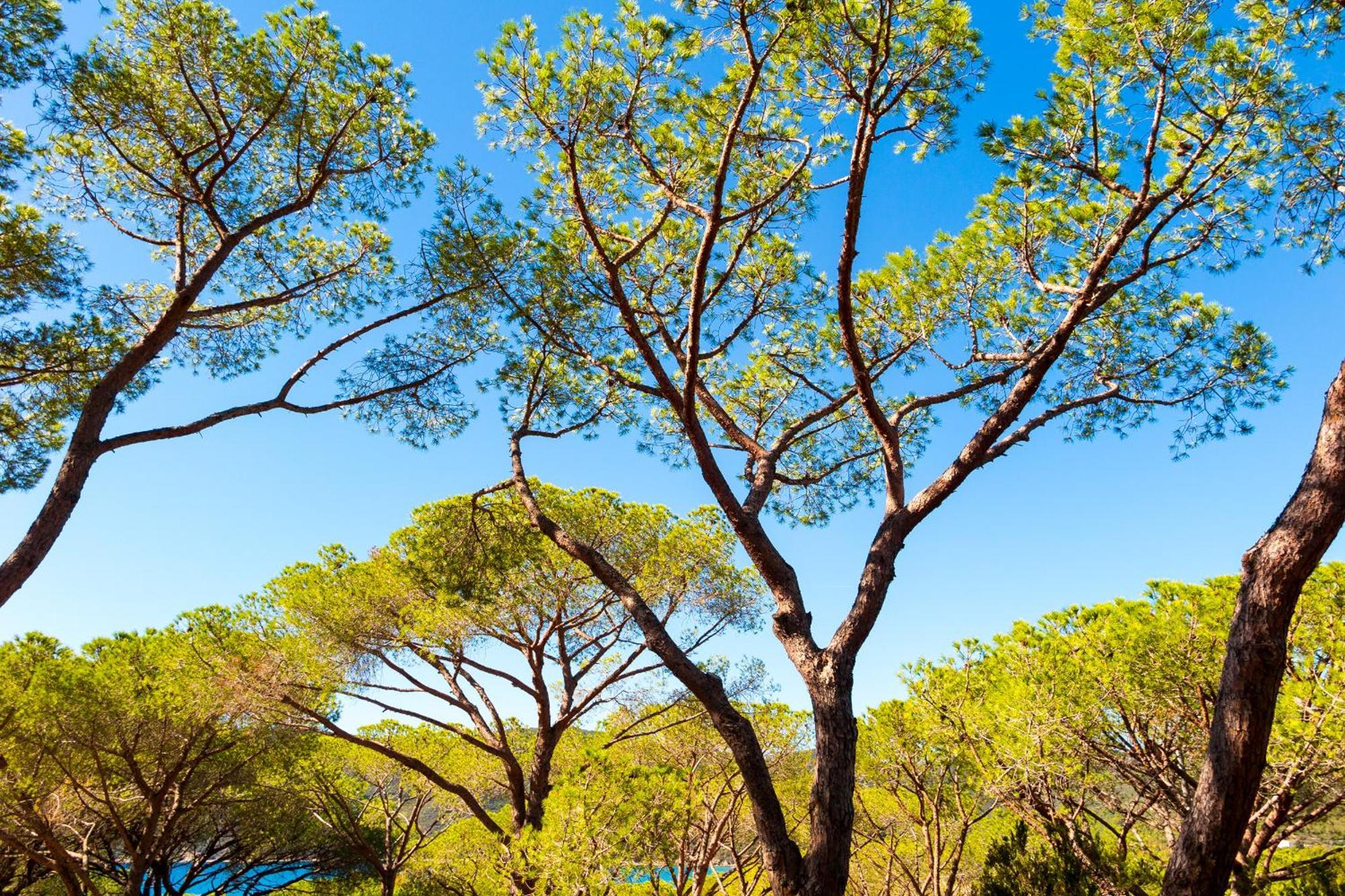 Camping Lacona Pineta Capoliveri  Esterno foto